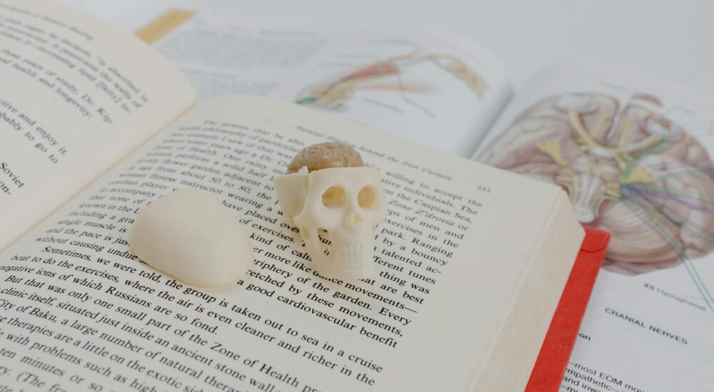 Bademcik taşı - medikal atlas stilinde anatomik kesit illustrasyonu