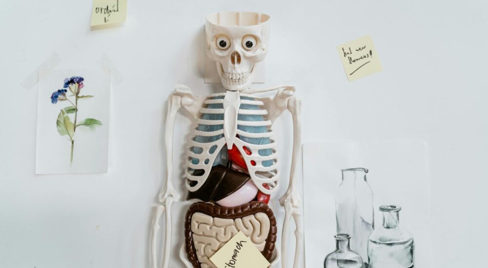 Alerjik rinit - hasta belirti gosterimi ve anatomik kesit illustrasyonu